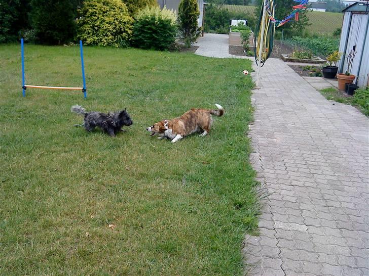 Cairn terrier Whiskey - "bare kom an!" billede 12