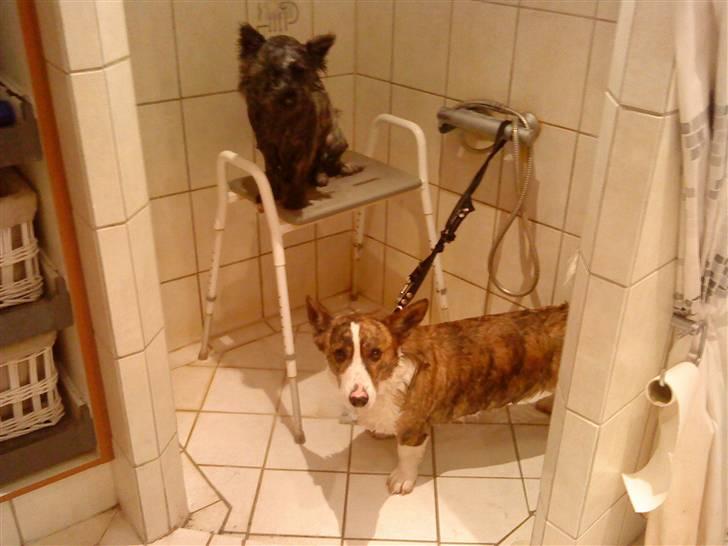 Cairn terrier Whiskey - i bad billede 13