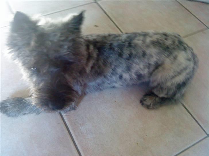 Cairn terrier Whiskey - lige blevet klippet :D billede 14