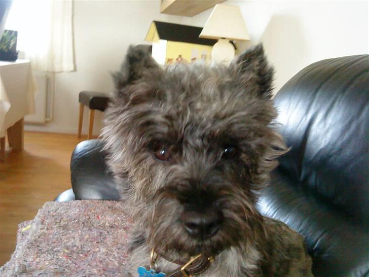 Cairn terrier Whiskey billede 15