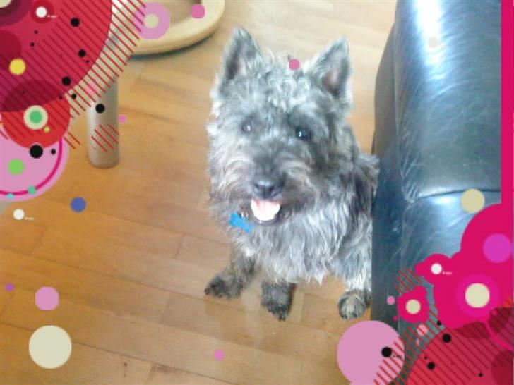 Cairn terrier Whiskey billede 16