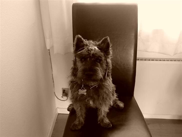 Cairn terrier Whiskey billede 17