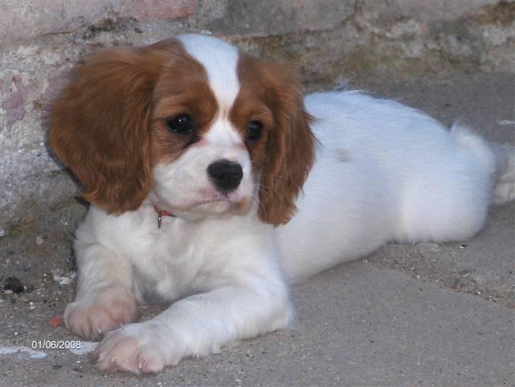 Cavalier king charles spaniel Molly - Molly 10 uger billede 1