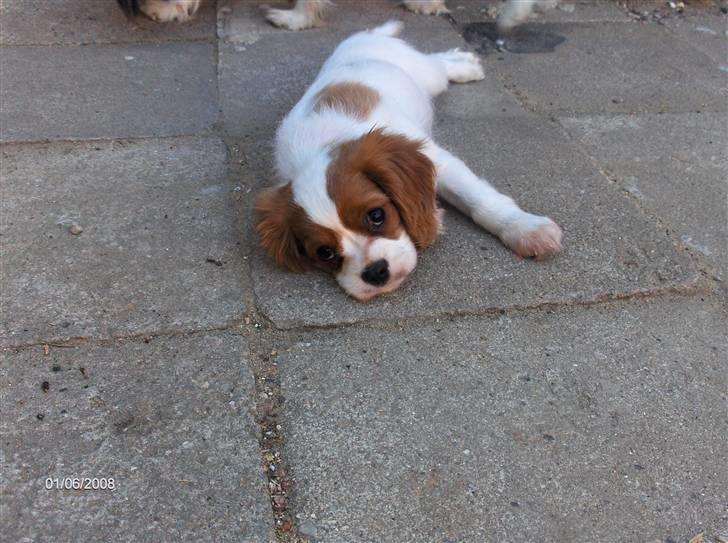 Cavalier king charles spaniel Molly - Molly 10 uger billede 2