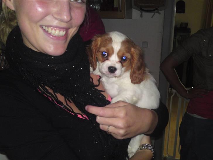 Cavalier king charles spaniel Molly - Molly 8 uger billede 3
