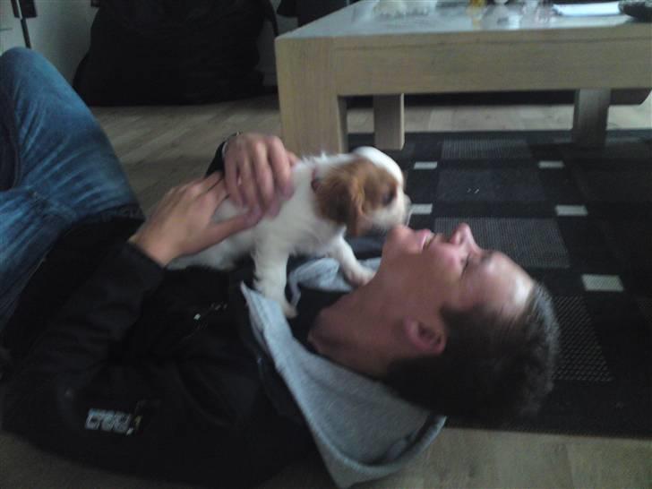 Cavalier king charles spaniel Molly - Molly 10 uger - leger lige lidt med far ;) billede 4