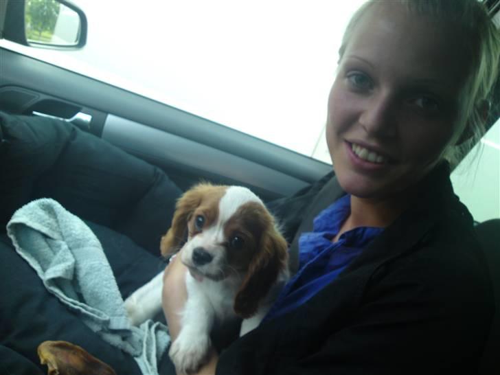 Cavalier king charles spaniel Molly - Molly 10 uger - på vej hjem til sit nye hjem billede 5