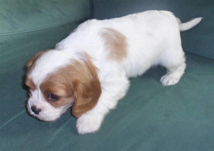 Cavalier king charles spaniel Molly - Molly 3 uger - hvor var hun lille :) billede 6