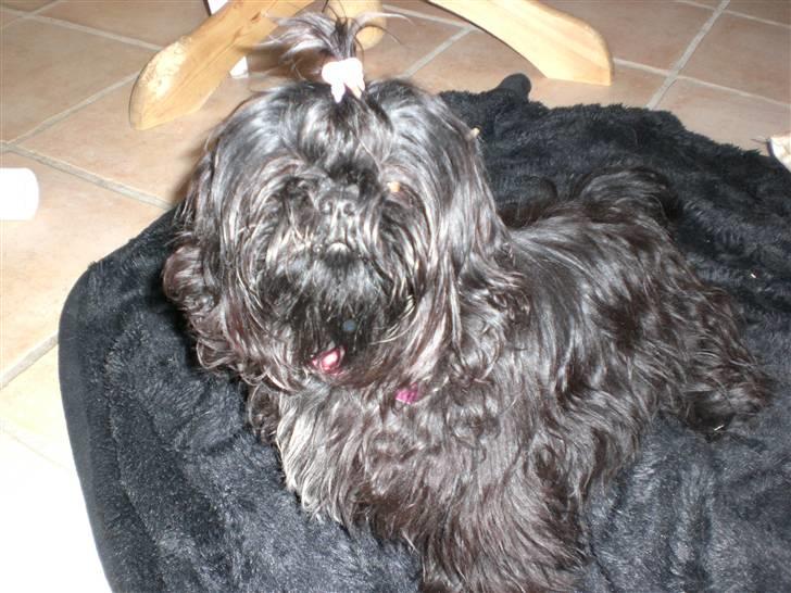 Shih tzu Mimi  billede 9