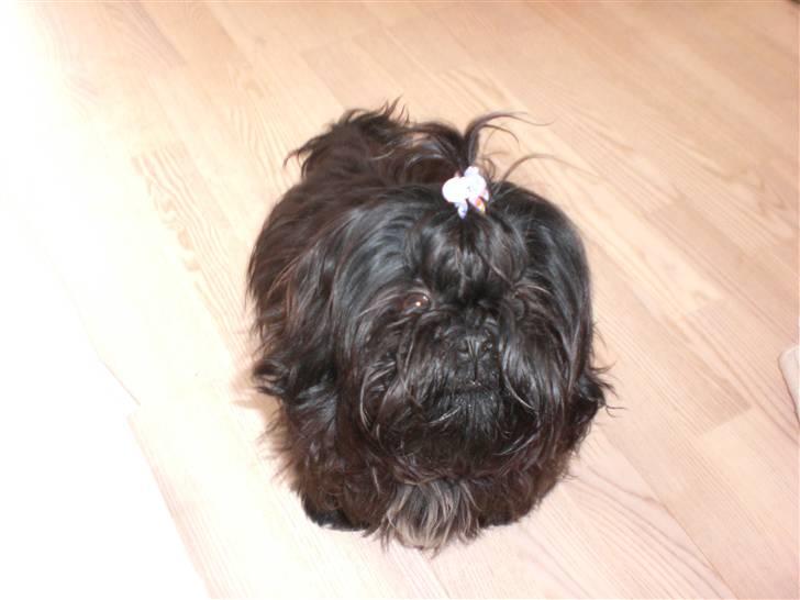 Shih tzu Mimi  billede 11