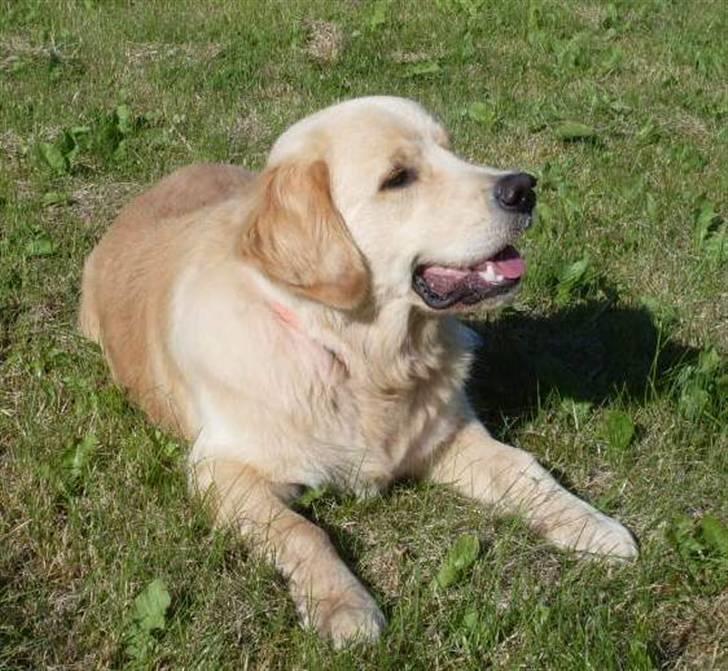 Golden retriever Joey - Joey i solen billede 13