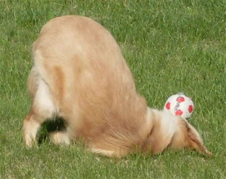 Golden retriever Joey - Joey leger med sig selv billede 14