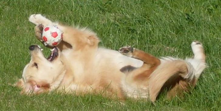 Golden retriever Joey - Joey ææælsker bolden billede 15