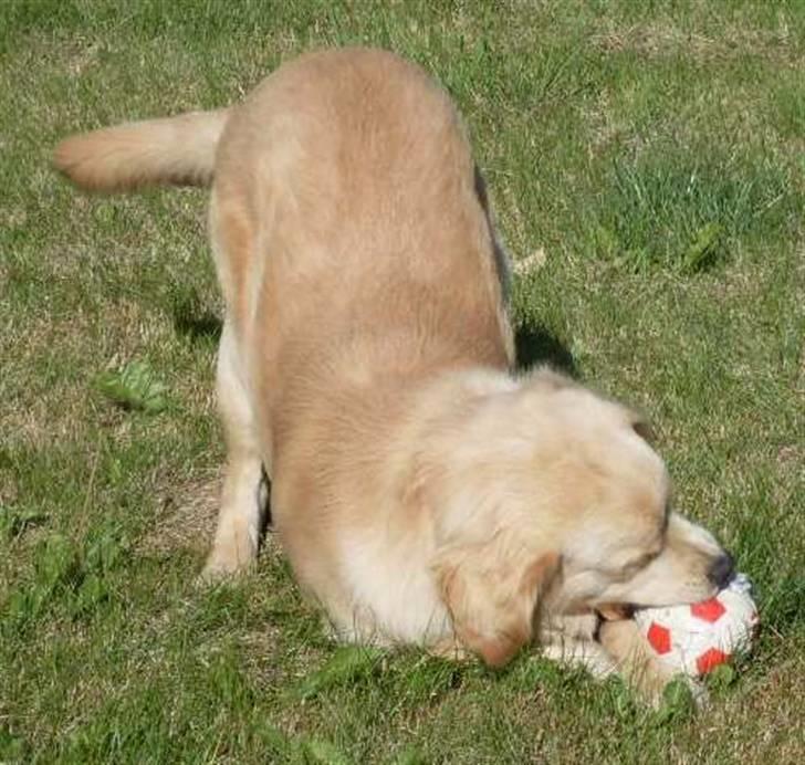 Golden retriever Joey - Joey leger stadig med sig selv billede 16