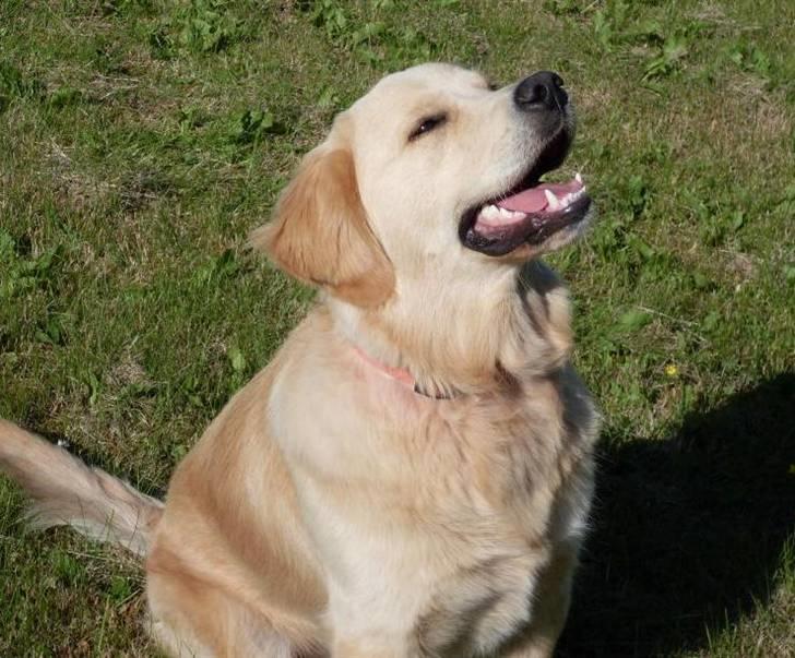 Golden retriever Joey billede 17
