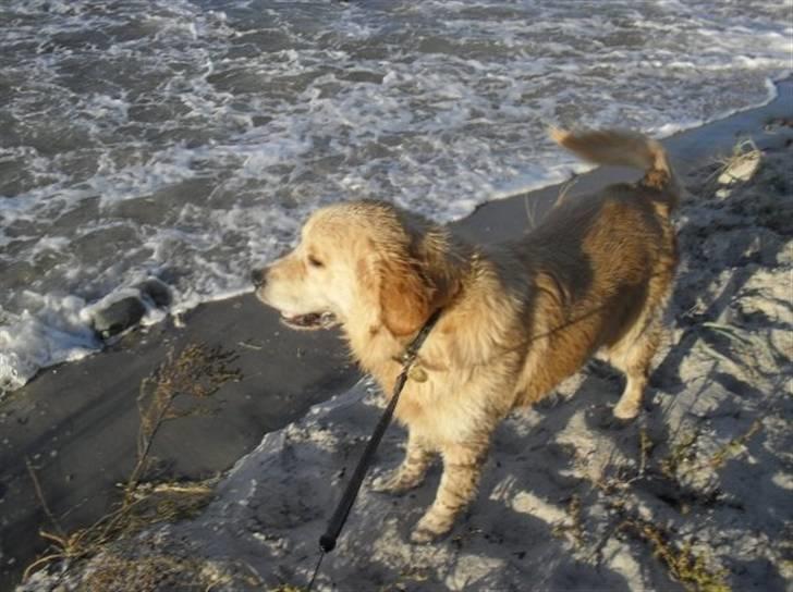 Golden retriever Joey - Stranden sep. 09 billede 18