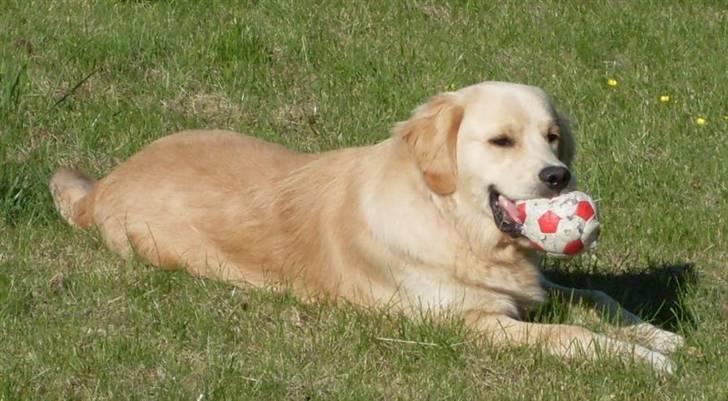 Golden retriever Joey - Er jeg ikk bar lækker?? billede 19