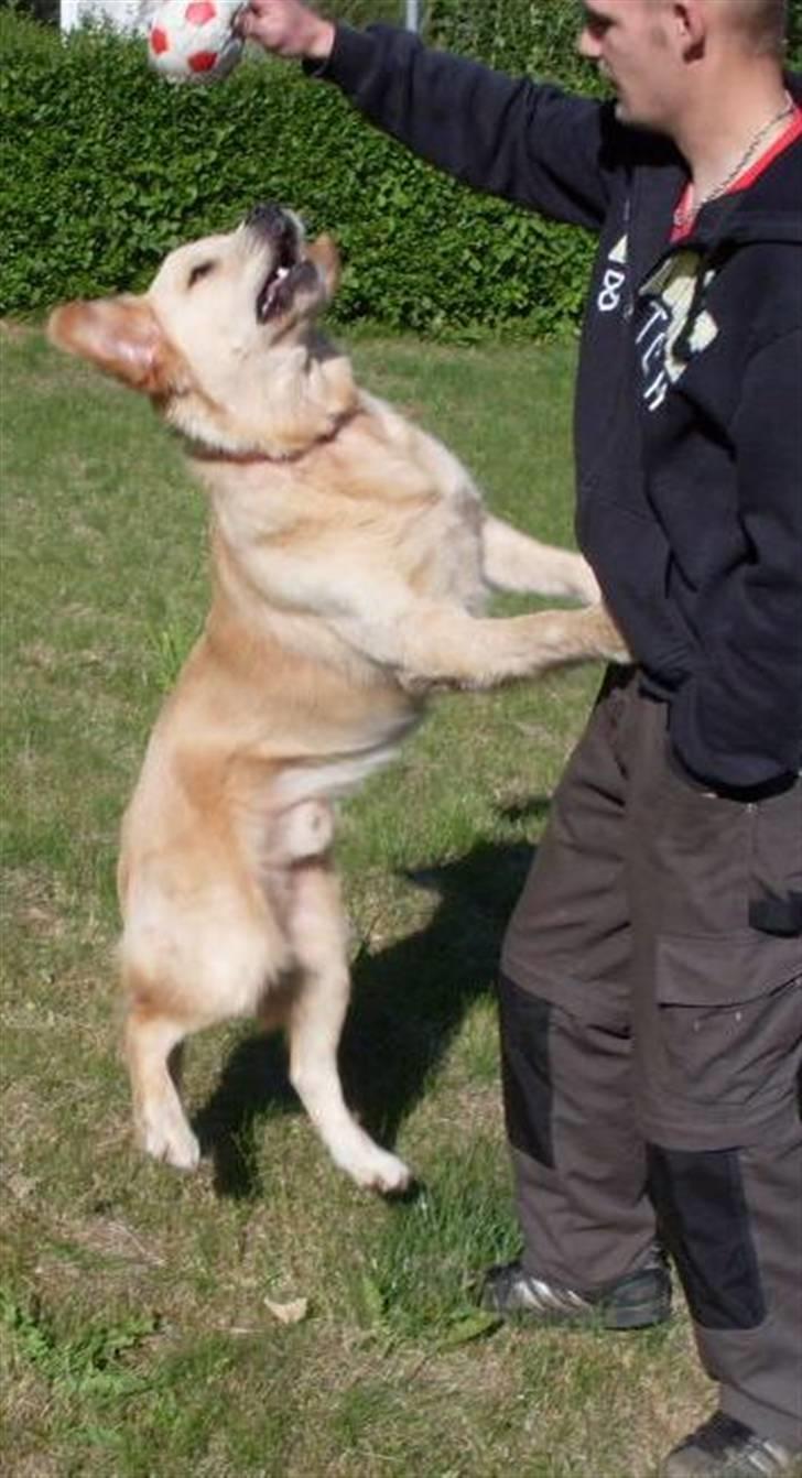 Golden retriever Joey - Jeg kan næsten nå den :) billede 20