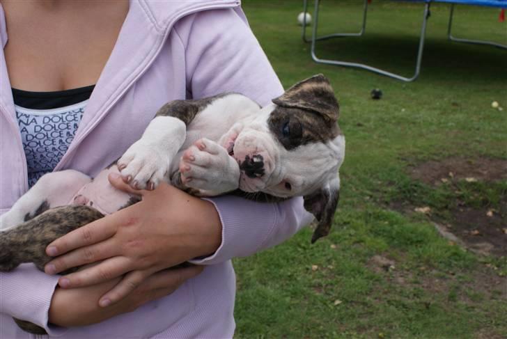 Amerikansk bulldog / Am. Stafford - Diamond - Diamond - 6 uger. billede 11