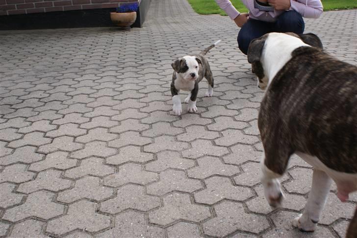 Amerikansk bulldog / Am. Stafford - Diamond - Diamond - 6. uger. Og lidt af hans mor :-) billede 12