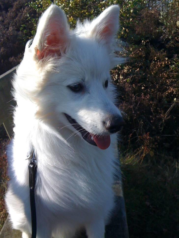 Japansk spids Muffi - Herborg Bakker billede 1