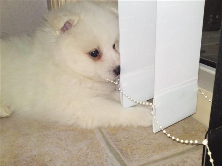 Japansk spids Muffi - Argh, Diin bisse billede 3