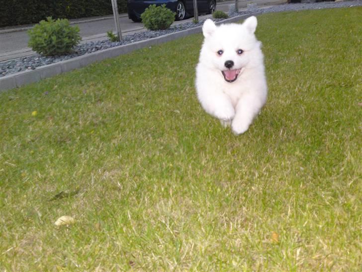 Japansk spids Muffi - Nu skal jeg komme efter dig :) billede 4