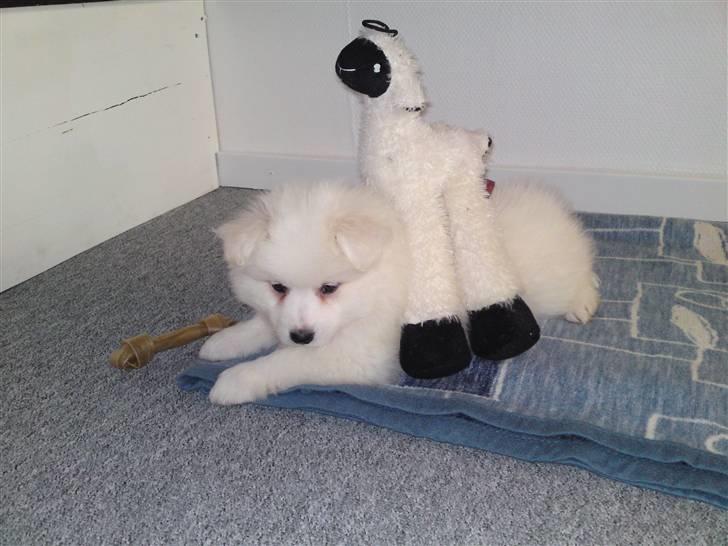 Japansk spids Muffi - Hvem bestemmer ? billede 5