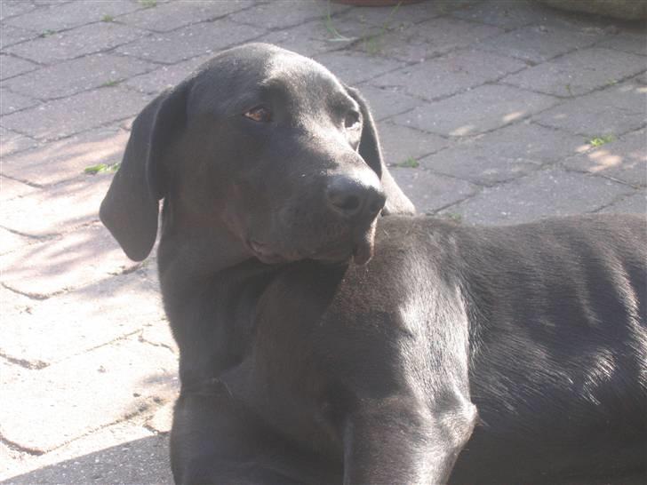 Blanding af racer Plet billede 1