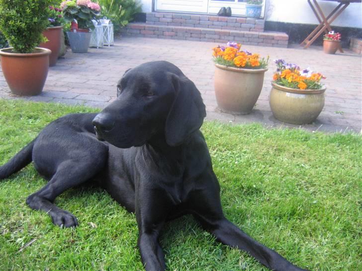 Blanding af racer Plet billede 2