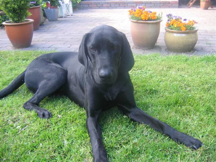 Blanding af racer Plet billede 3