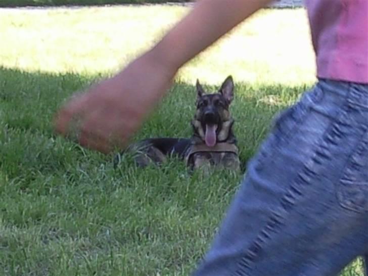 Schæferhund Rocky billede 14