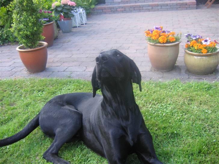 Blanding af racer Plet billede 4