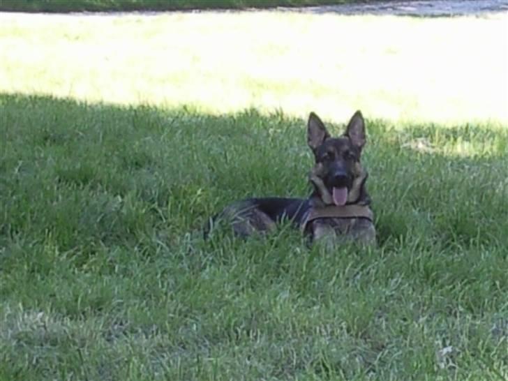 Schæferhund Rocky billede 15
