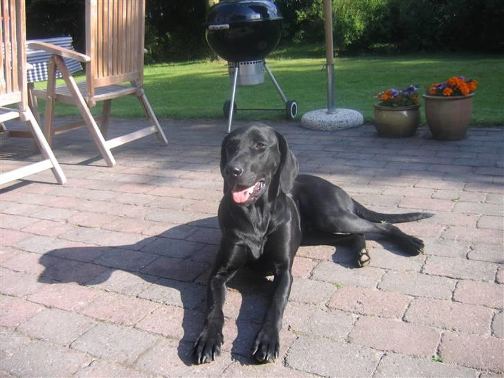 Blanding af racer Plet billede 5