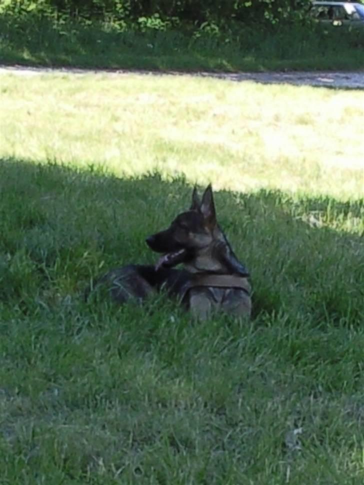 Schæferhund Rocky billede 16