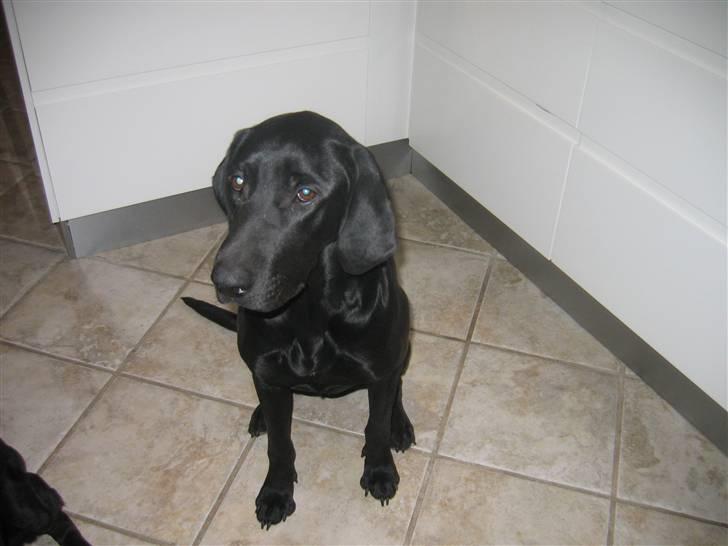 Blanding af racer Plet billede 6