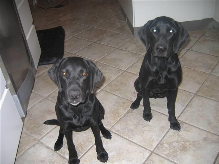 Blanding af racer Plet billede 7