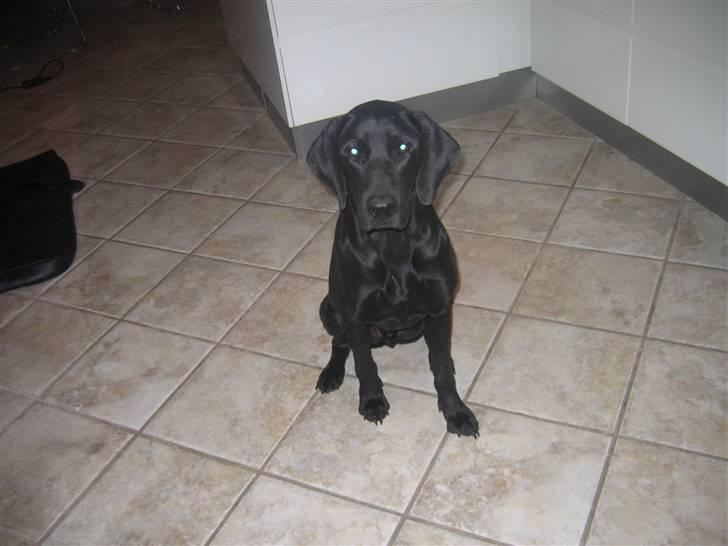 Blanding af racer Plet billede 8