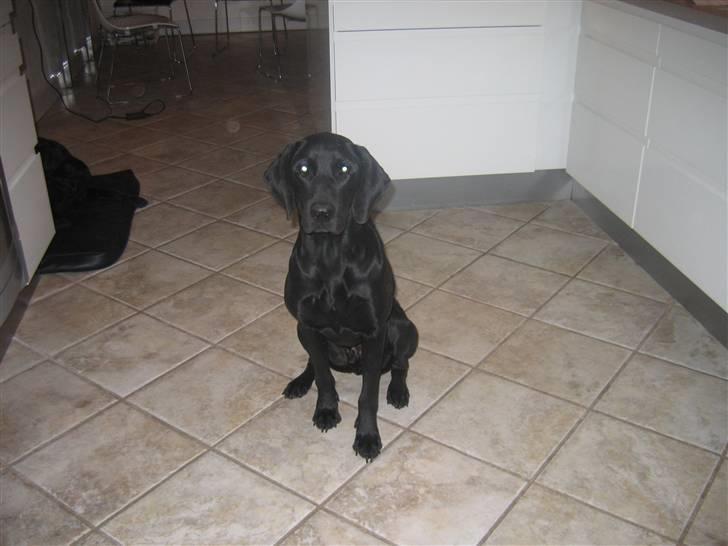 Blanding af racer Plet billede 10