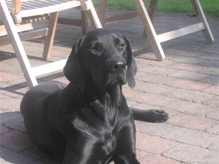 Blanding af racer Plet billede 12