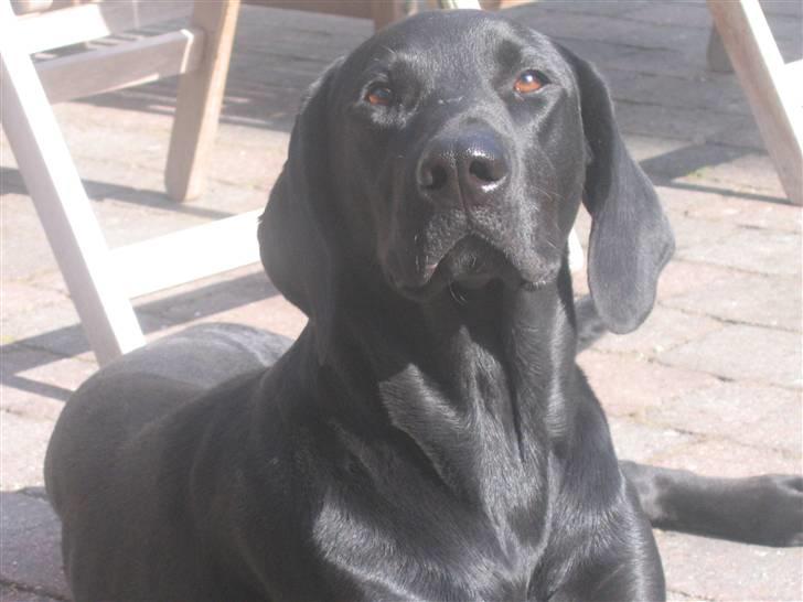 Blanding af racer Plet billede 13