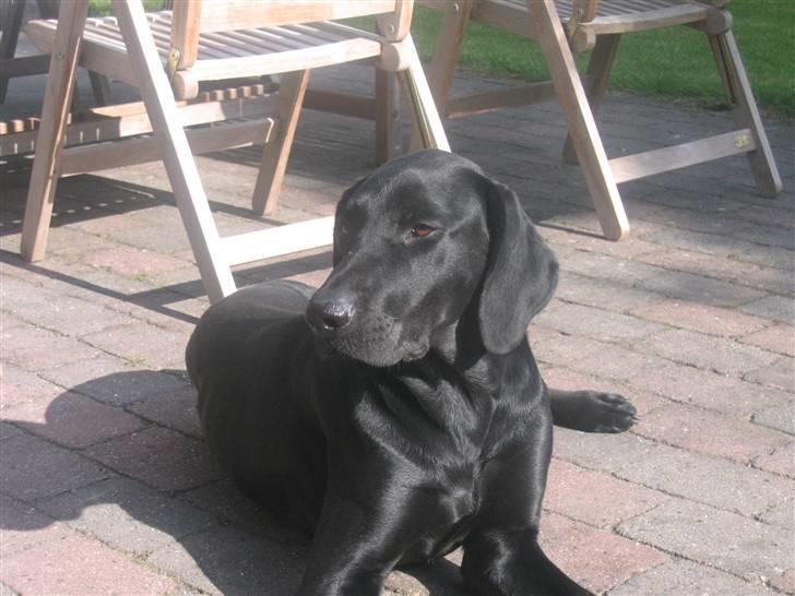 Blanding af racer Plet billede 14