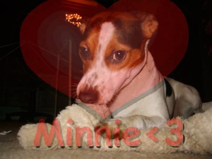 Dansk svensk gaardhund Minnie <3 - Velkomn til Minnie´s profil xD billede 1