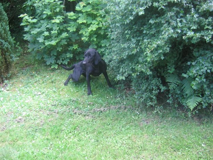 Blanding af racer Plet billede 15