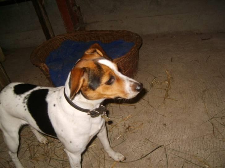 Dansk svensk gaardhund Minnie <3 - hehe!! :) billede 2