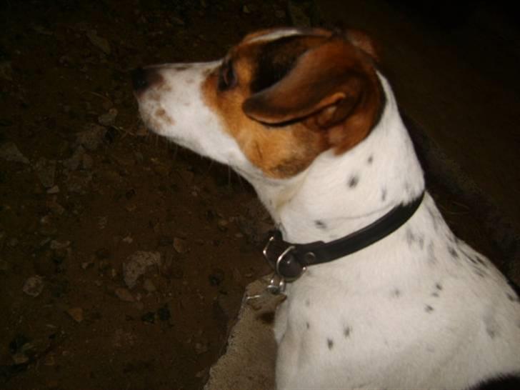 Dansk svensk gaardhund Minnie <3 - såå kær!! :D billede 3