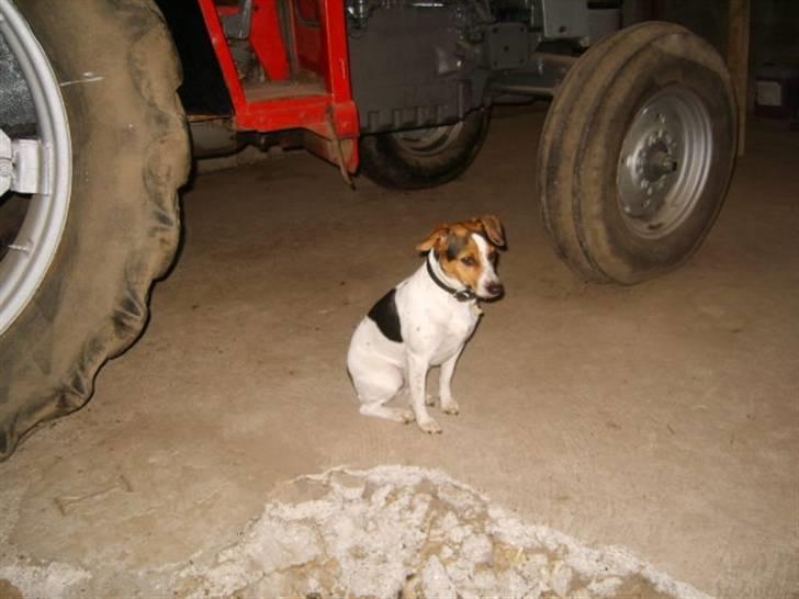 Dansk svensk gaardhund Minnie <3 - lille hund, foran traktor xD billede 4