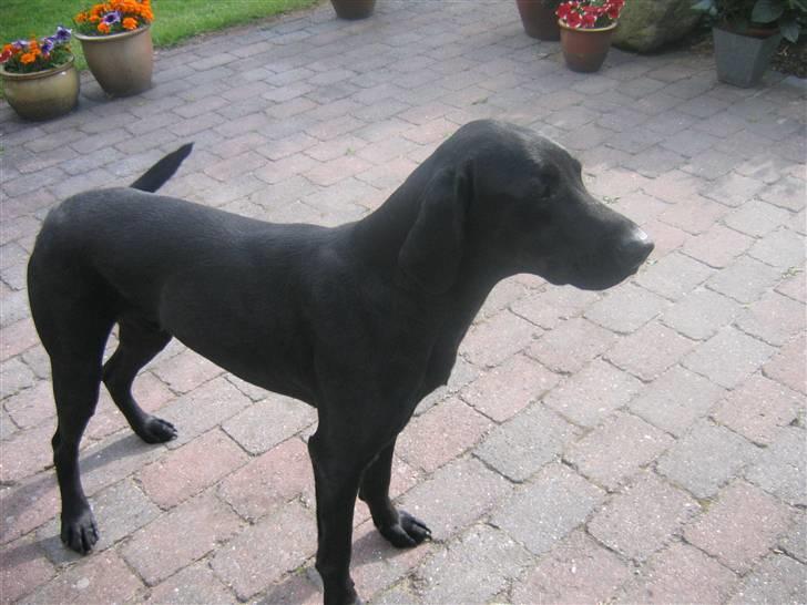 Blanding af racer Plet billede 16