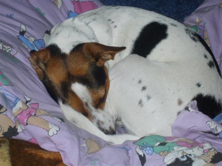 Dansk svensk gaardhund Minnie <3 - Zzzzz... lille klump :p billede 7